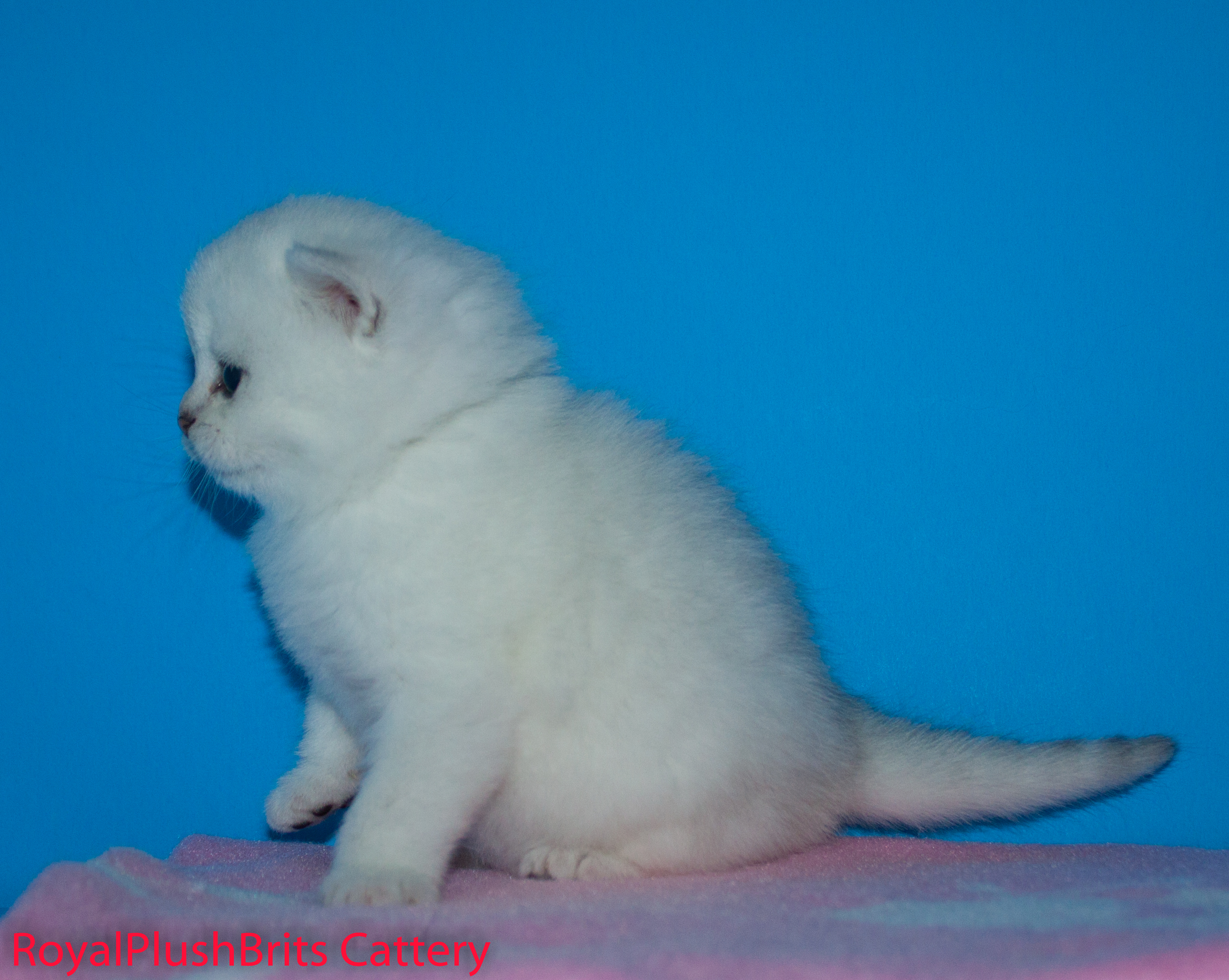 Jasmine, SIlver Shaded Girl. 4 Weeks Old. AVAILABLE