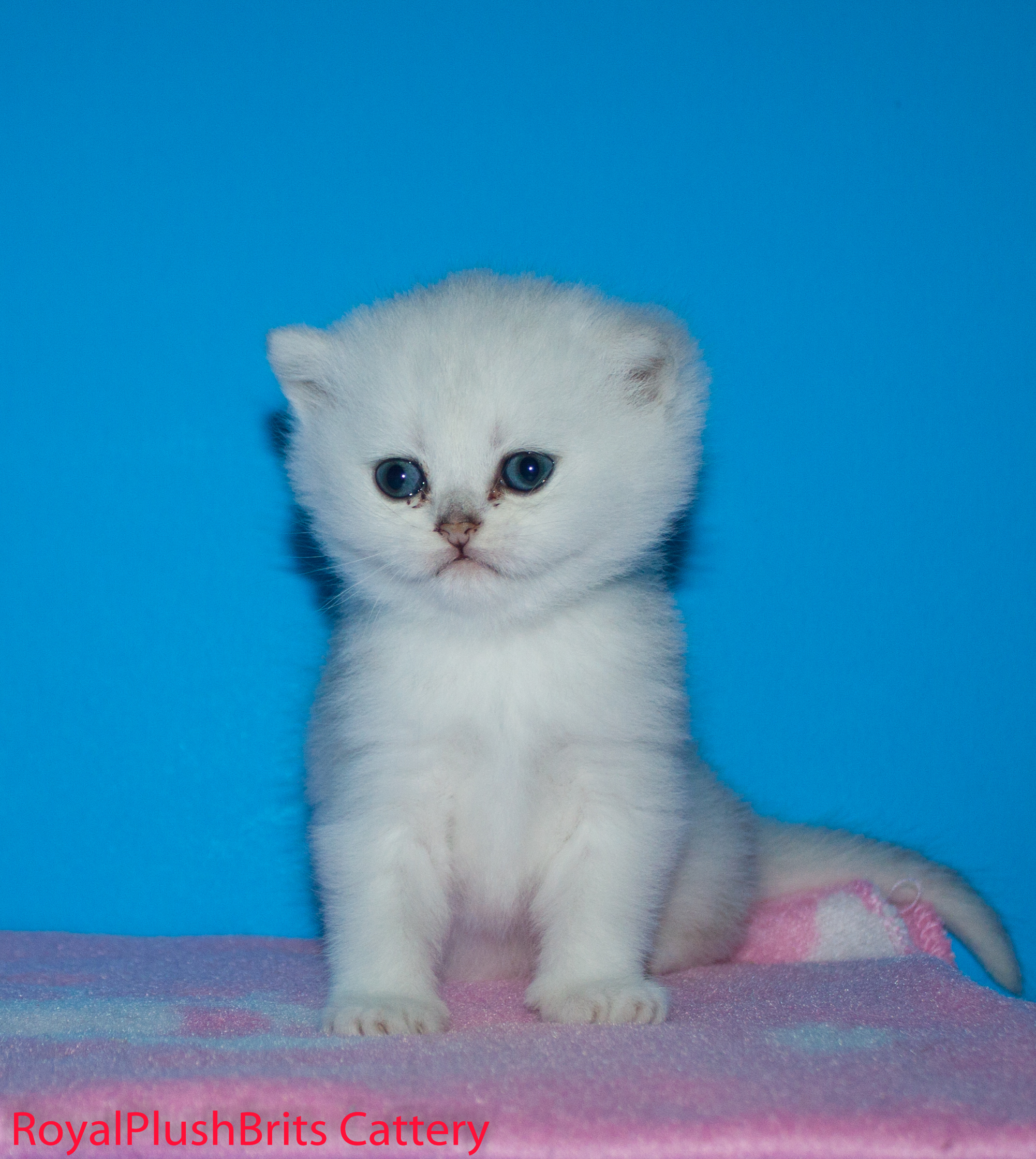 Ivetta, Silver Shaded Female. 4 Weeks Old. AVAILABLE