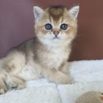 Elvis13